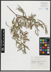 Foto von Salix alba L.